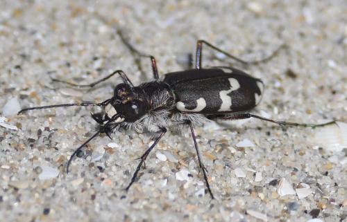 Réf. 296 167 : Cicindela sp.